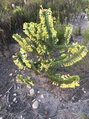 Struthiola argentea