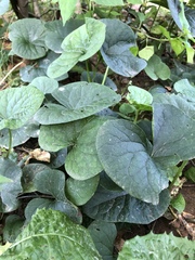 Brunnera