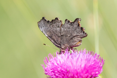 Polygonia faunus
