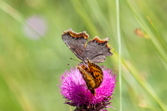 Polygonia faunus