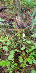 Calceolaria mexicana