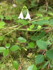 Linnaea borealis longiflora