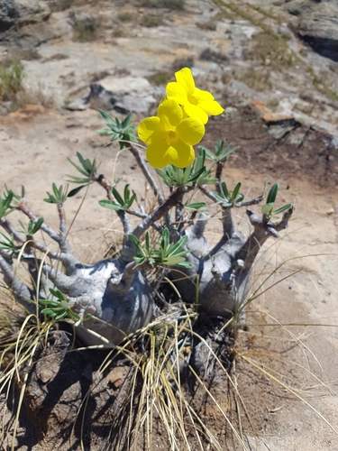 Elephant's Foot Plant