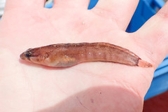 Ulvaria subbifurcata