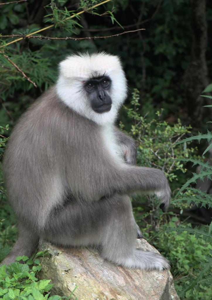 Himalayan Gray Langur from Village and Forest of SarmoliMunsyari ...