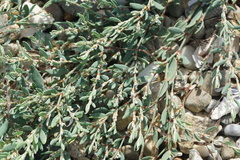 Polygonum glaucum