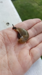 Gastropoda