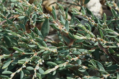 Polygonum glaucum