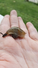 Gastropoda