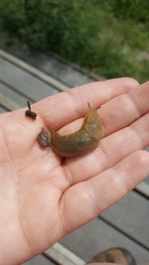 Gastropoda