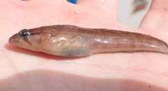 Ulvaria subbifurcata