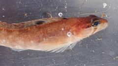 Ulvaria subbifurcata