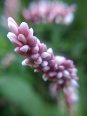 Persicaria maculosa