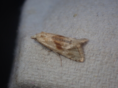 Cochylimorpha straminea