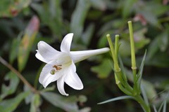Lilium philippinense