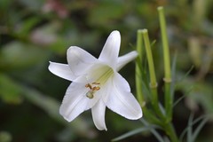 Lilium philippinense
