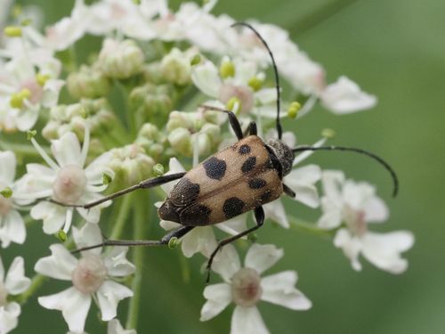 speckled longhorn beetle