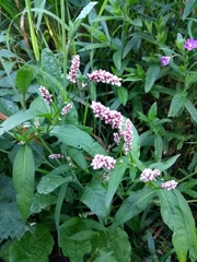 Persicaria maculosa