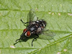Winthemia quadripustulata