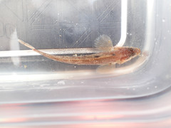 Ulvaria subbifurcata