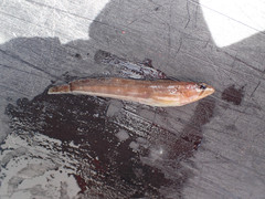 Ulvaria subbifurcata