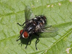 Winthemia quadripustulata