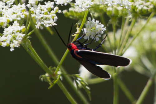 White-margined Ctenucha Moth photo 4