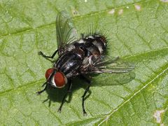 Winthemia quadripustulata