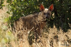 Hyaena hyaena