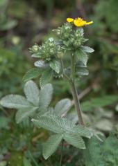 Potentilla fulgens