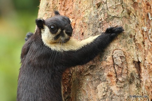 Black Giant Squirrel, Bhutan, photo 8 of 10