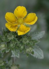 Potentilla fulgens