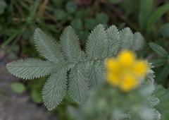 Potentilla fulgens