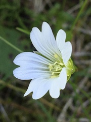 Cerastium glabratum