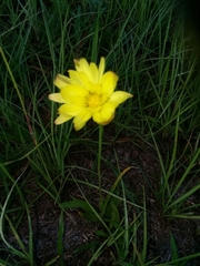 Pyrrhopappus carolinianus image