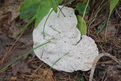 Hydnellum suaveolens