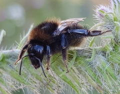 Bombus subterraneus