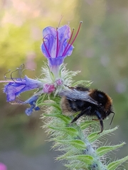 Bombus subterraneus