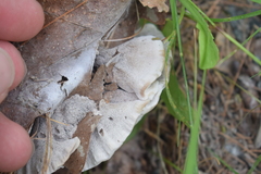 Hydnellum suaveolens