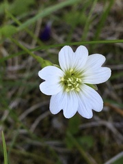 Cerastium glabratum