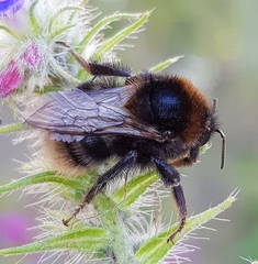 Bombus subterraneus
