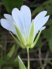 Cerastium glabratum
