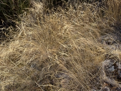Agrostis castellana