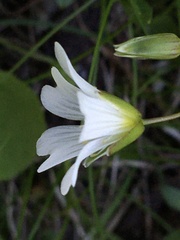 Cerastium glabratum