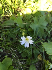 Cerastium glabratum