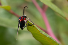 Ctenucha multifaria