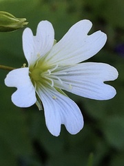 Cerastium glabratum