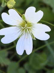 Cerastium glabratum