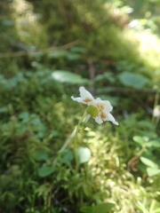 Moneses uniflora