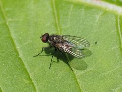 Limnophora maculosa